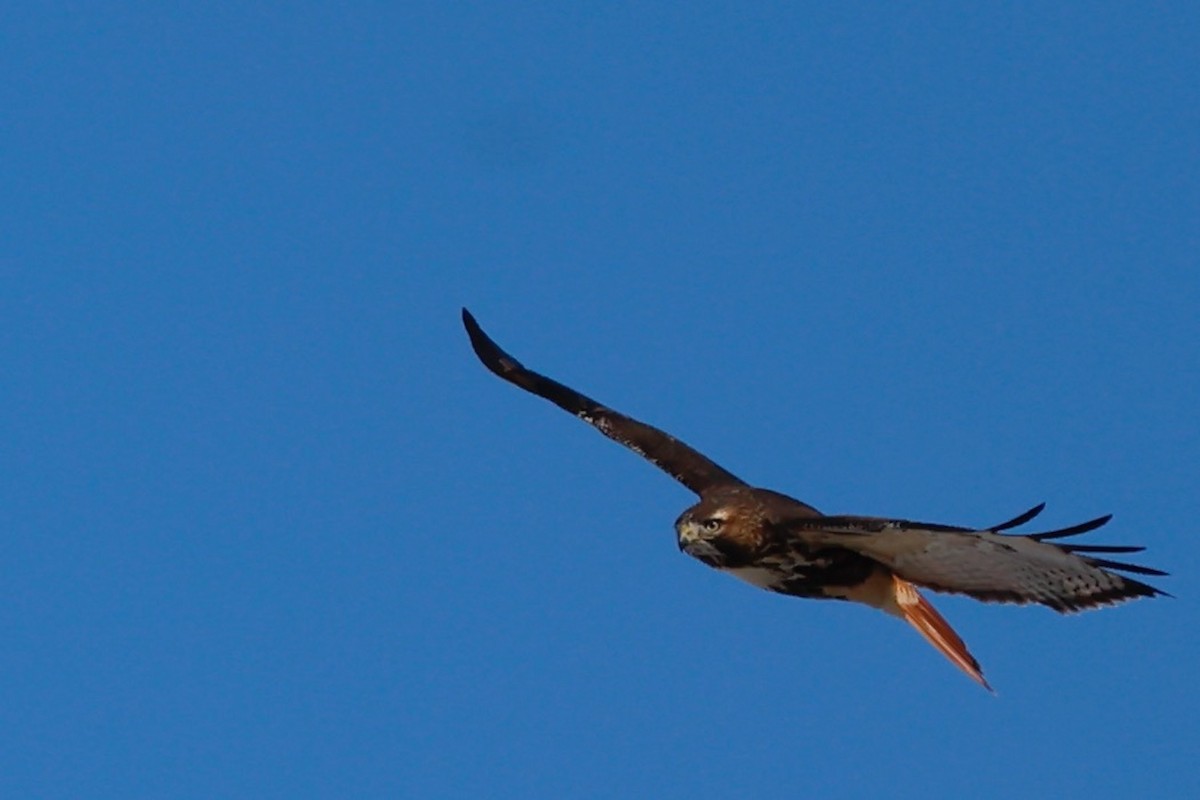 Red-tailed Hawk - ML645680110