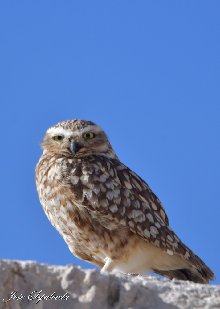 Burrowing Owl - ML645680111