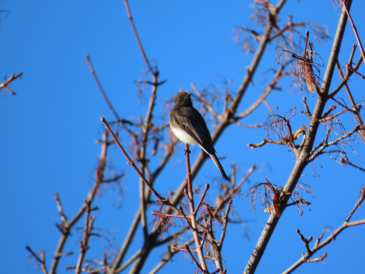 Kara Fibi - ML645680117