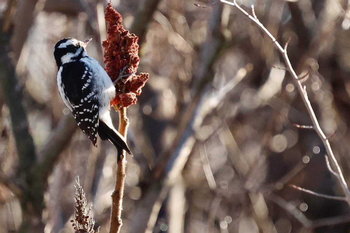Hairy Woodpecker - ML645680118