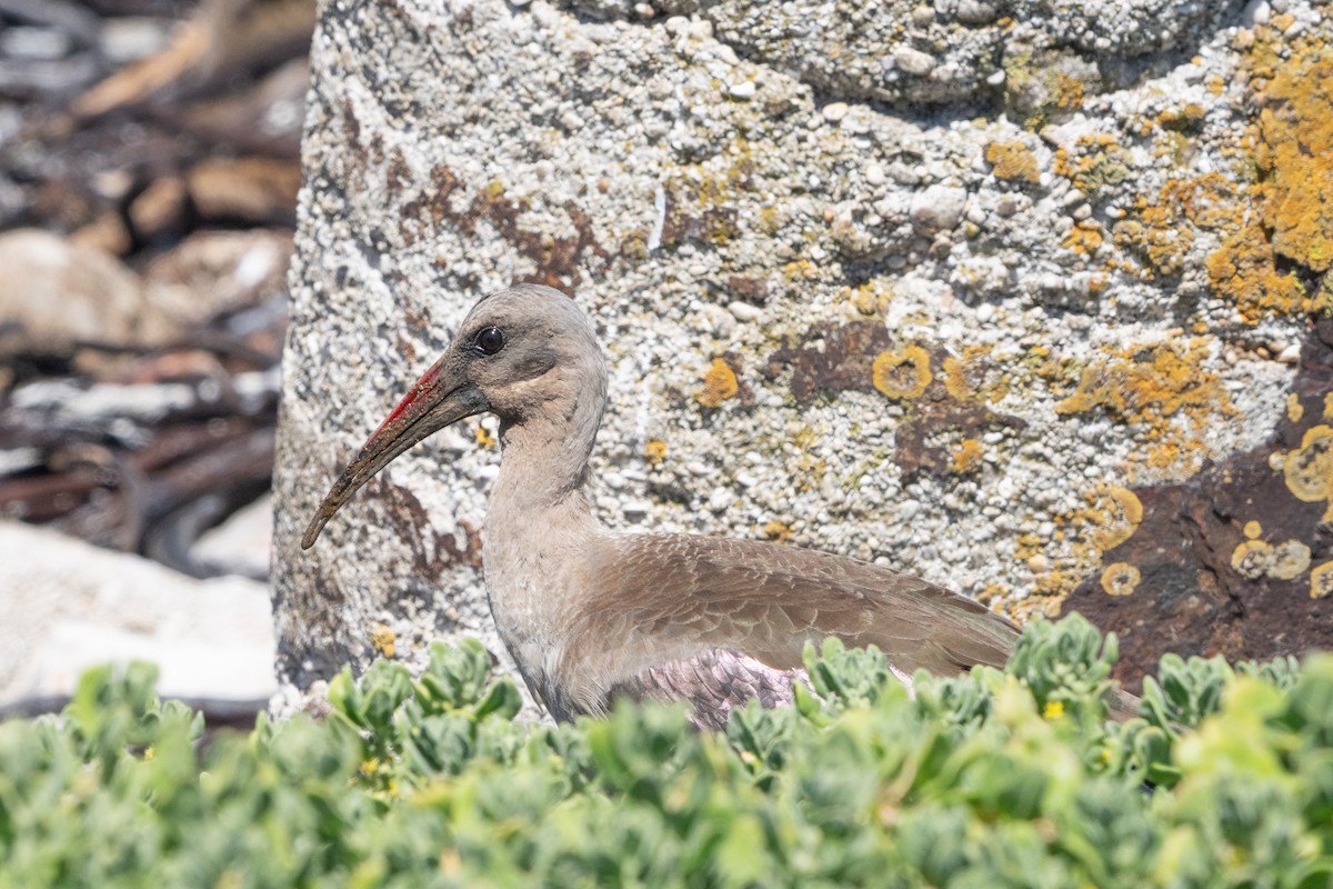 Hadada Ibis - ML645680119