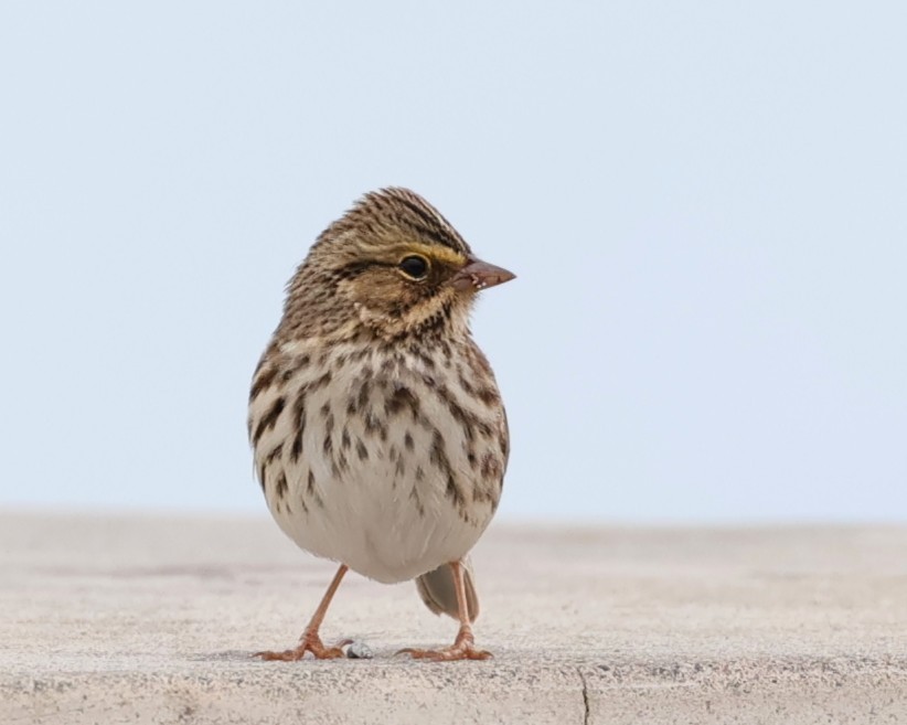 Savannah Sparrow - ML645680124