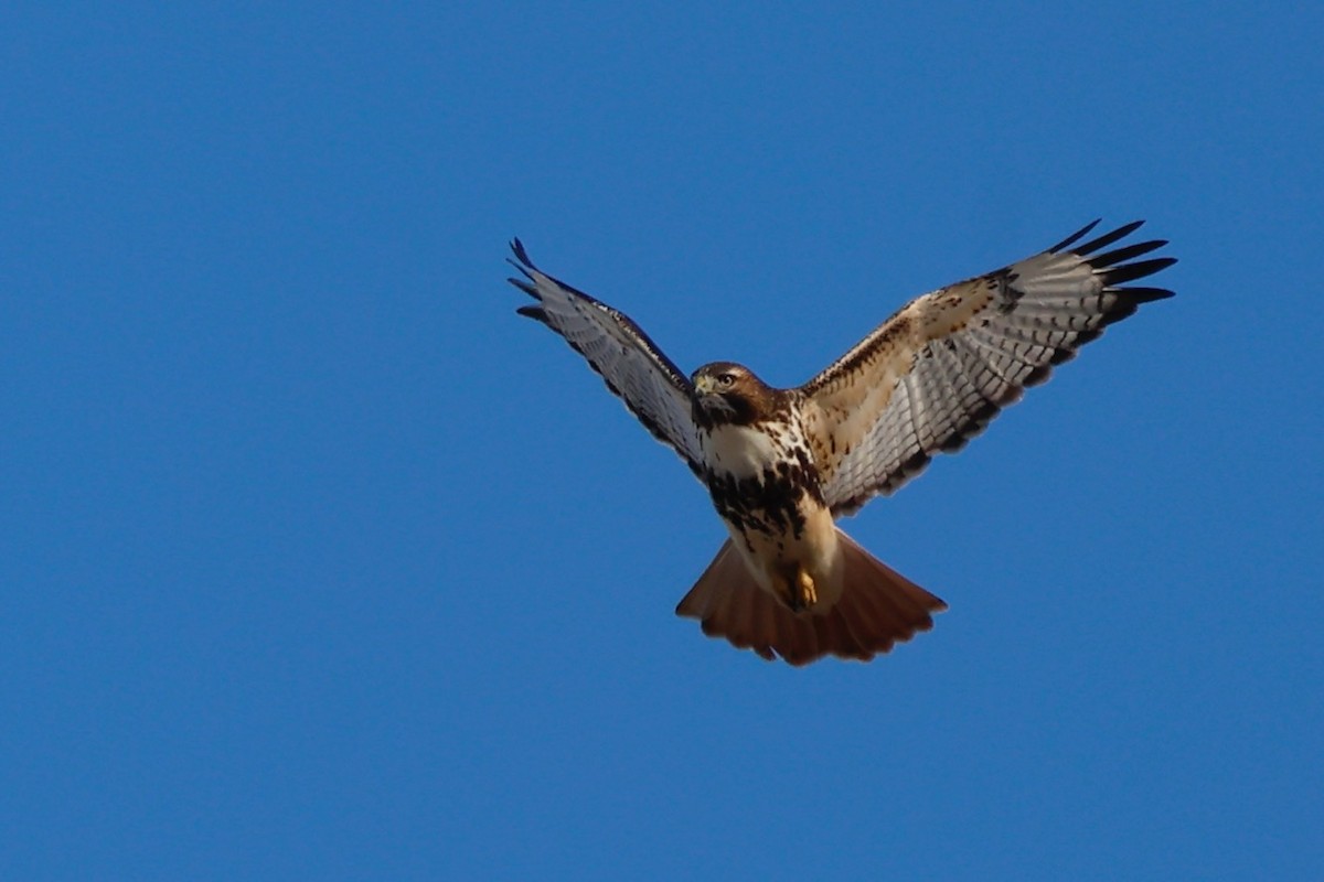 Kızıl Kuyruklu Şahin - ML645680126