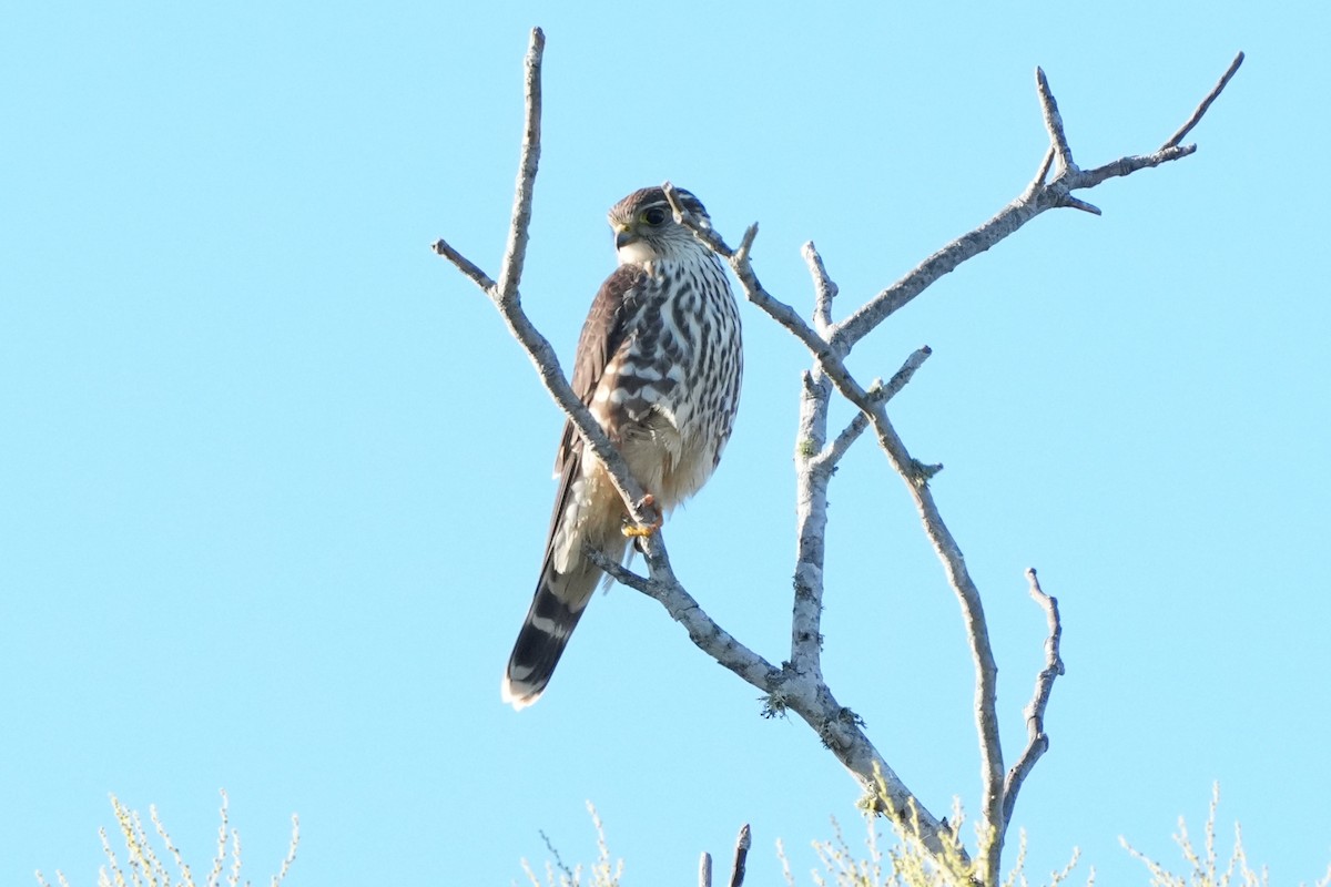 Boz Doğan - ML645680127