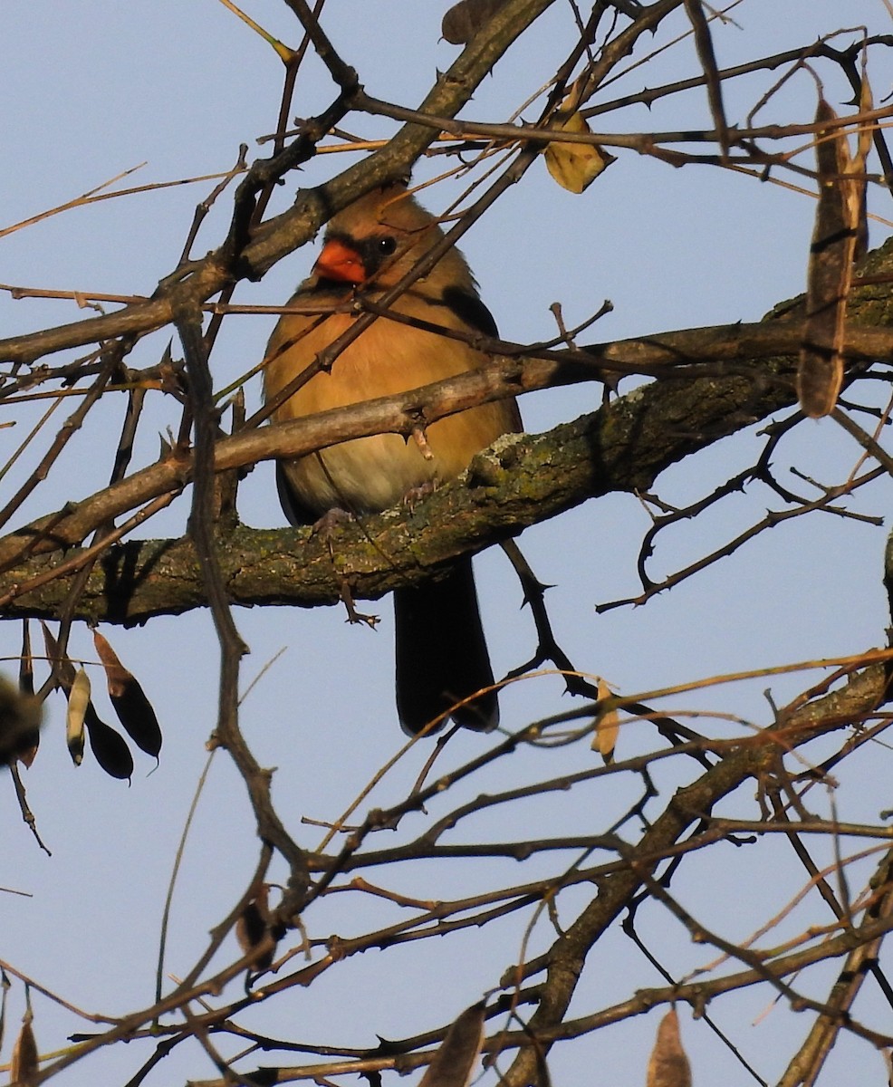 Kırmızı Kardinal - ML645680128