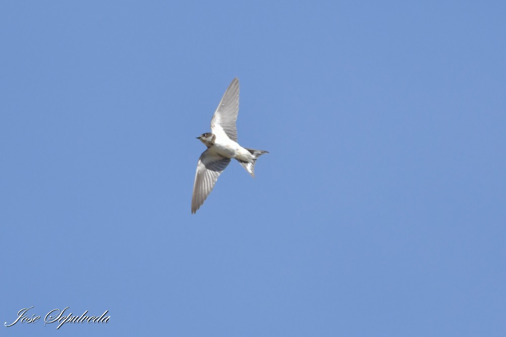 Kır Kırlangıcı - ML645680130