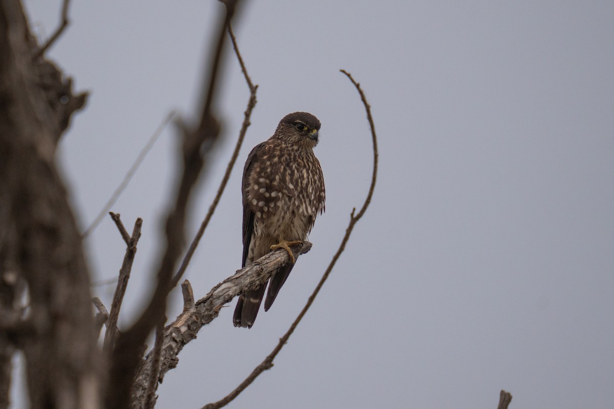 Boz Doğan - ML645680131