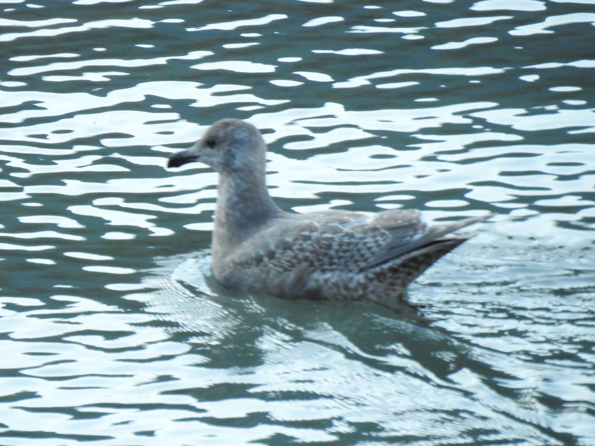 Buz Rengi Martı - ML645680132