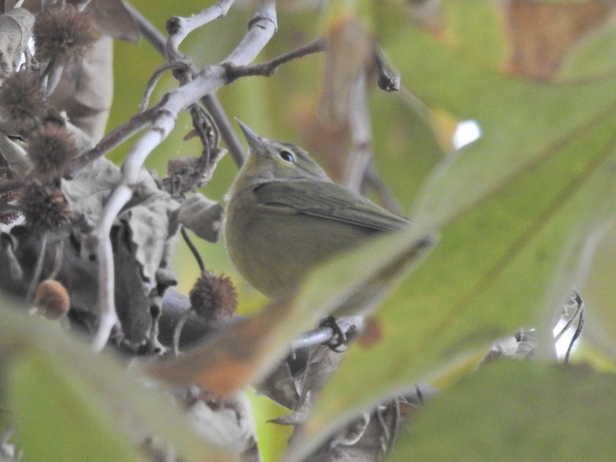 Turuncu Taçlı Ötleğen - ML645680133