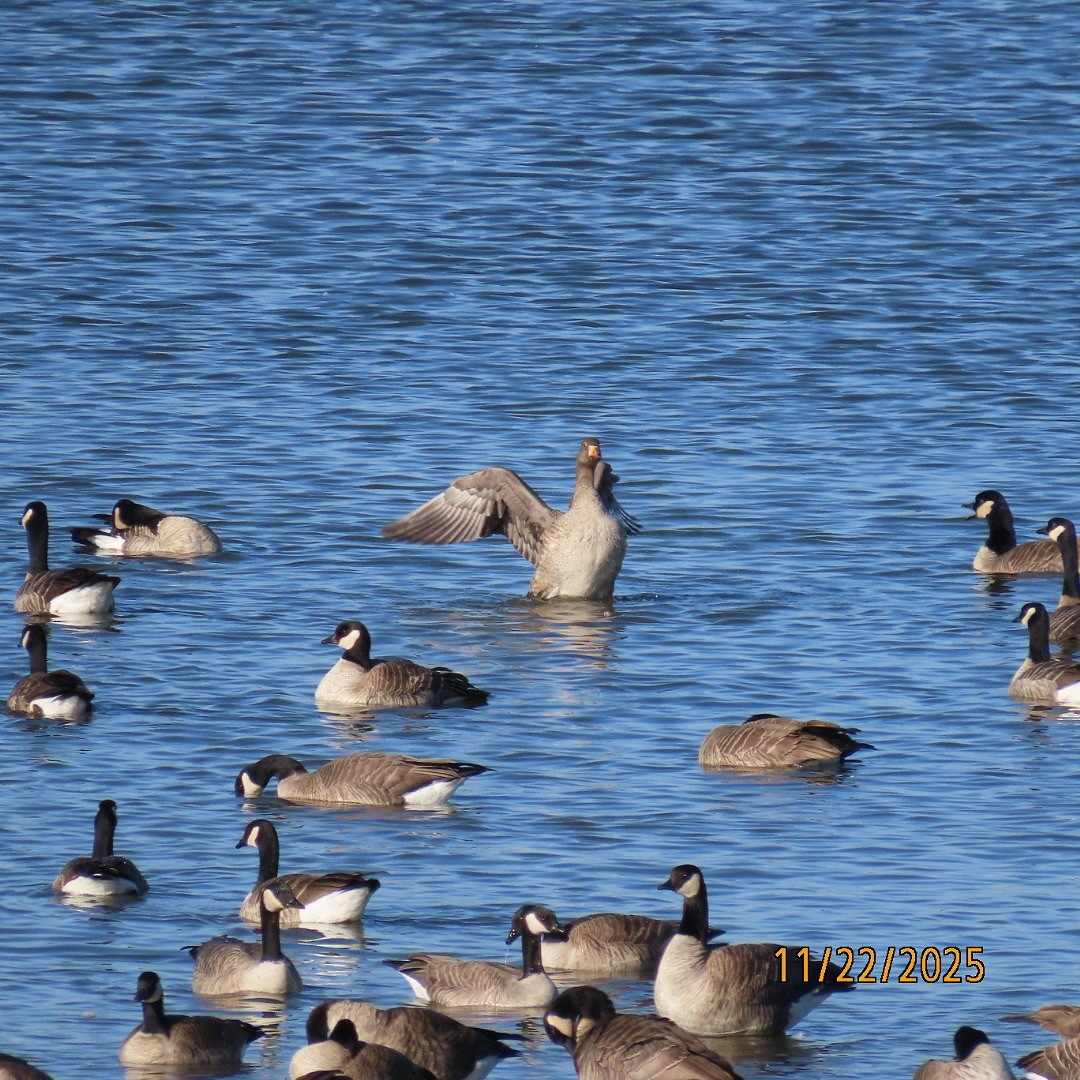 Sakarca - ML645680134