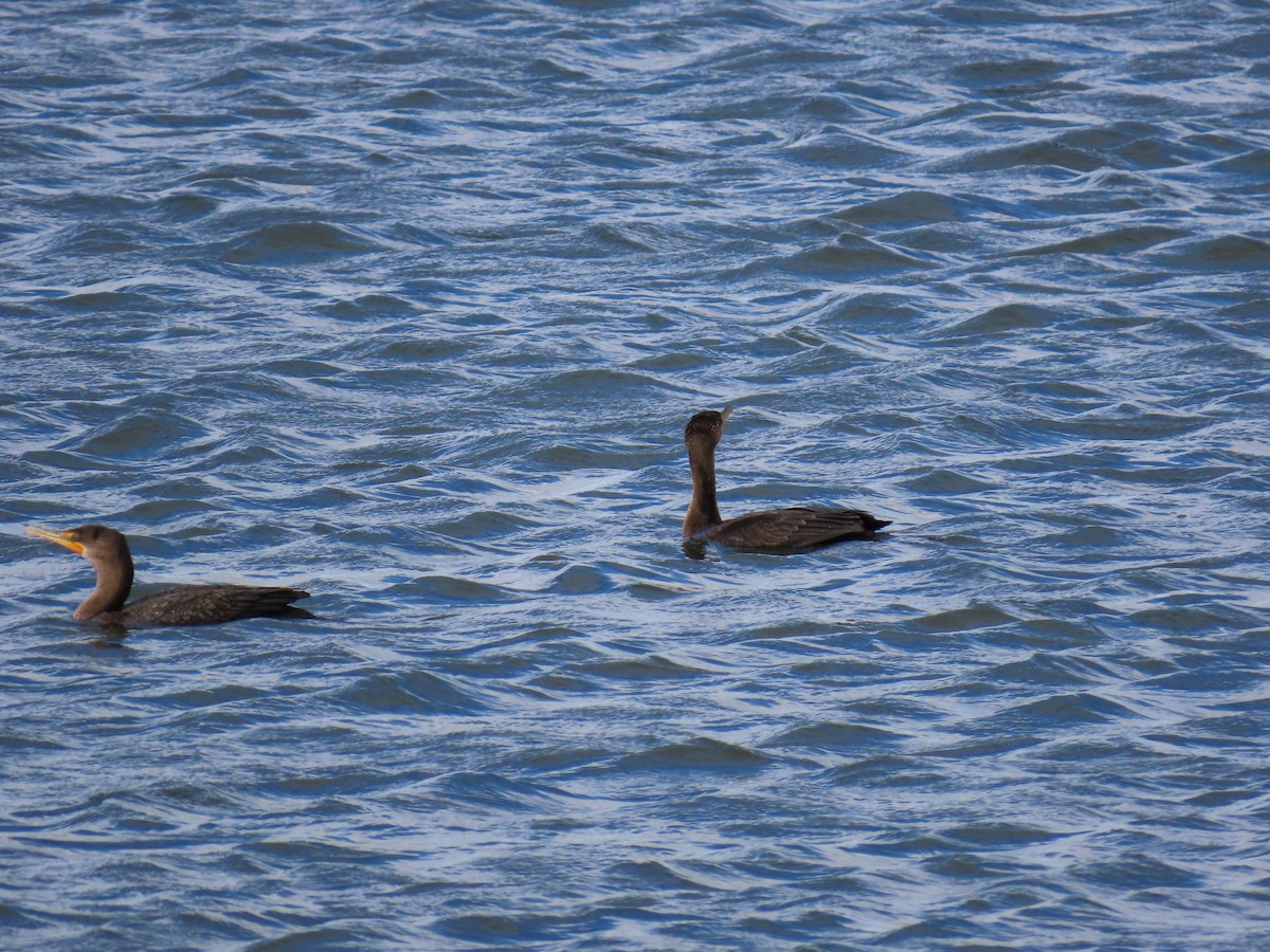 Kulaklı Karabatak - ML645680135