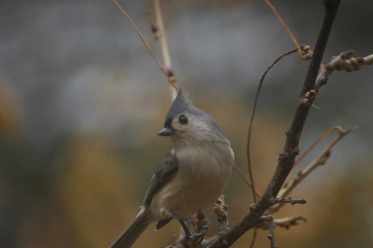Ak Tepeli Baştankara - ML645680136