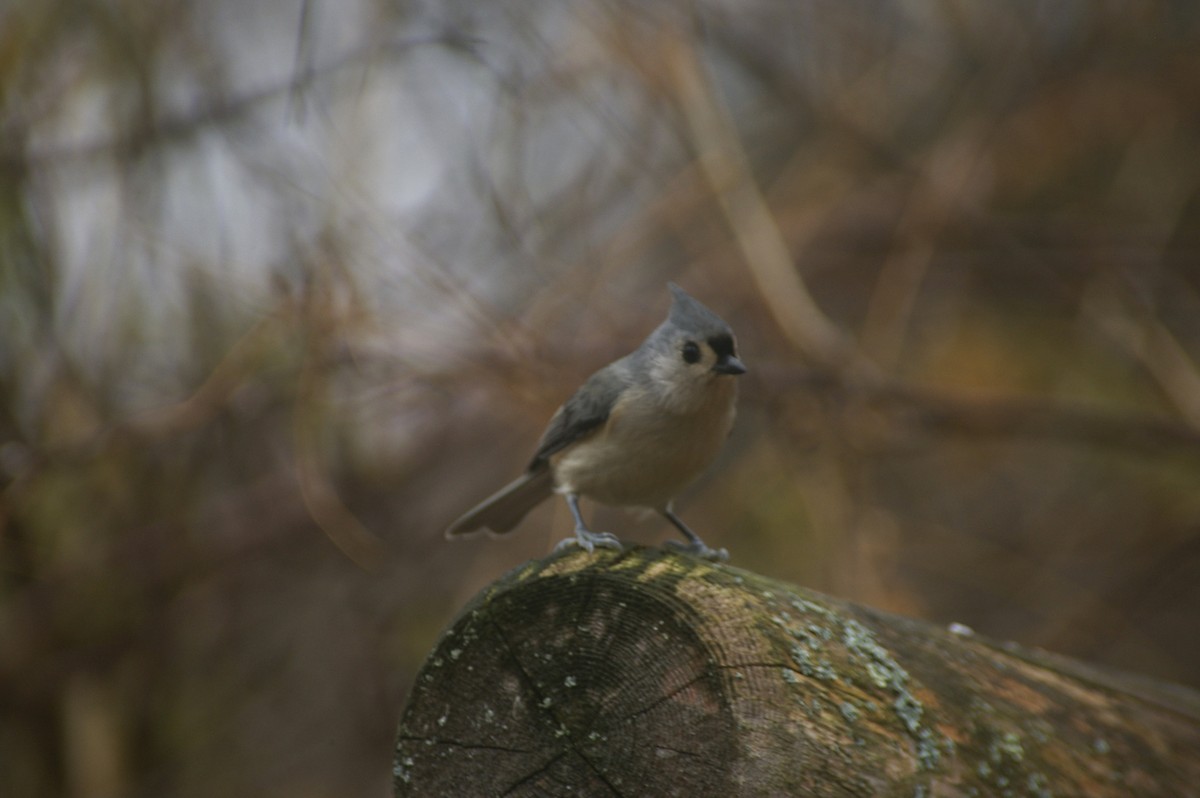 Ak Tepeli Baştankara - ML645680137