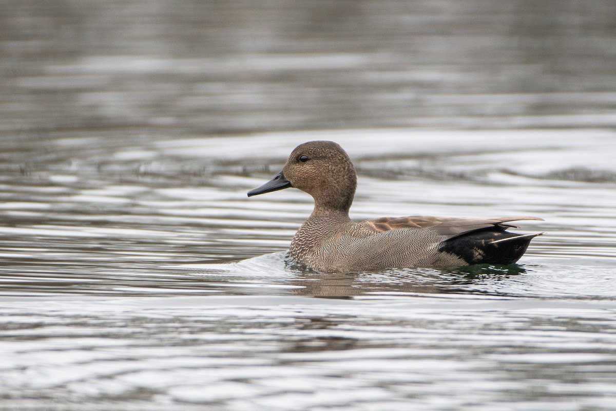 Boz Ördek - ML645680138