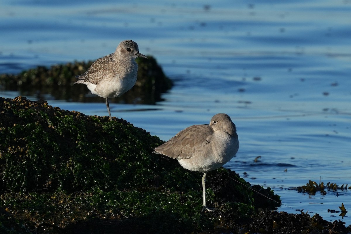 Gümüş Yağmurcun - ML645680139