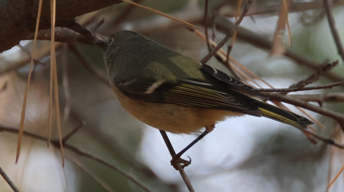 Gözlüklü Çalıkuşu - ML645680140