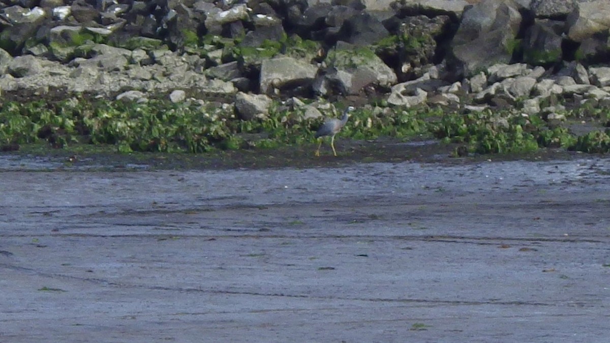 Ak Yüzlü Balıkçıl - ML645680141