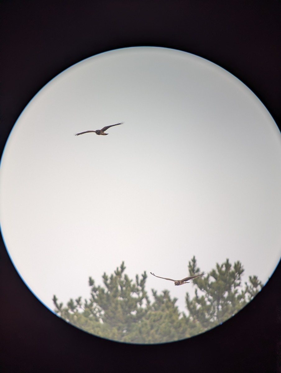 Amerika Delicesi - ML645680142