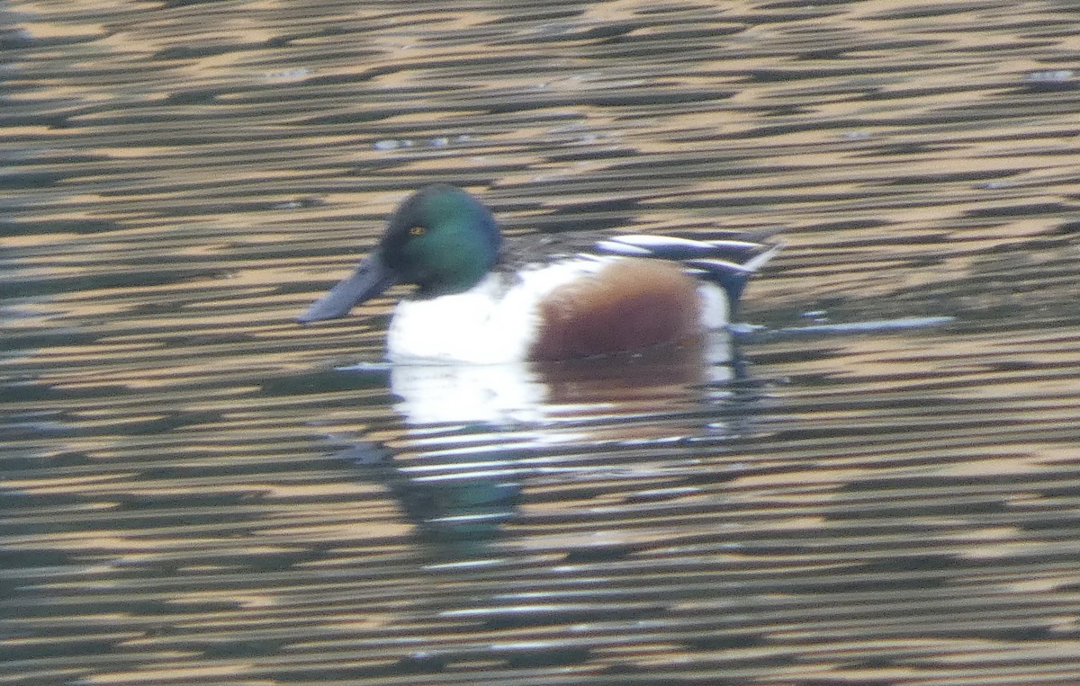 Kaşıkgaga - ML645680144