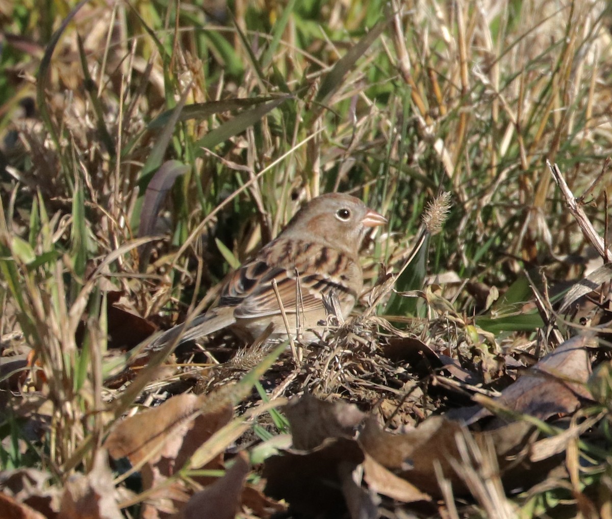 Tarla Serçesi - ML645680145