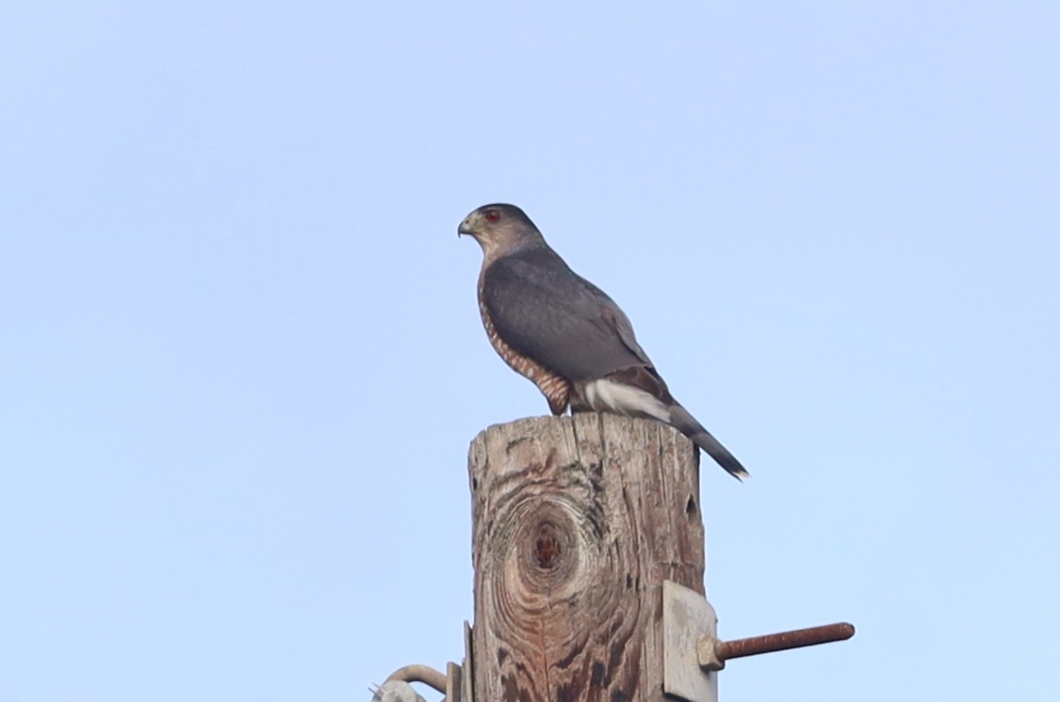 Amerika Atmacası - ML645680148