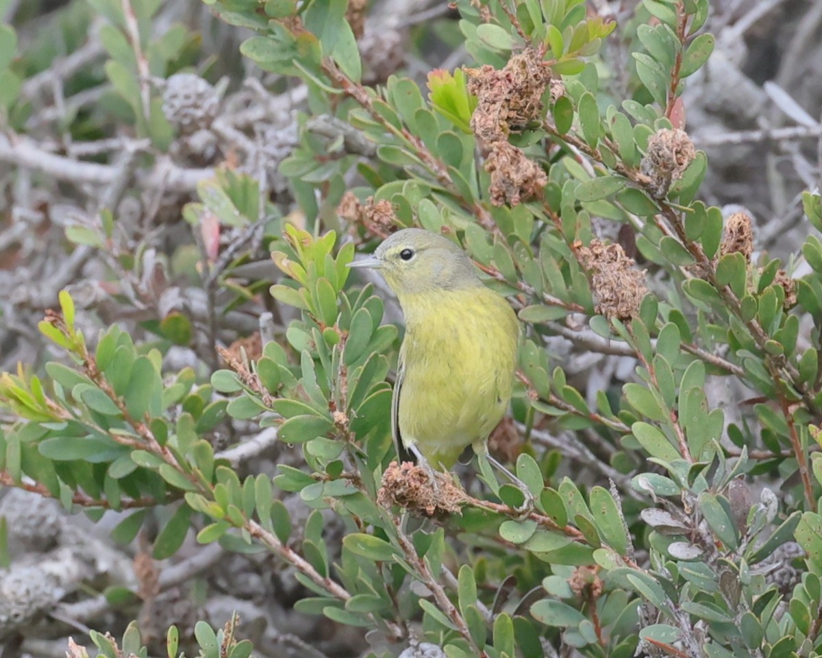 Turuncu Taçlı Ötleğen - ML645680149