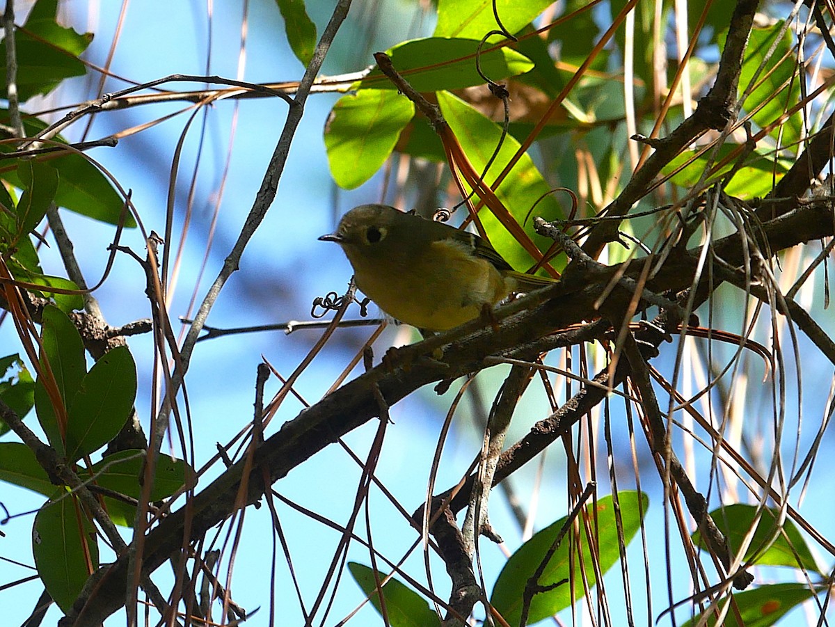 Gözlüklü Çalıkuşu - ML645680150