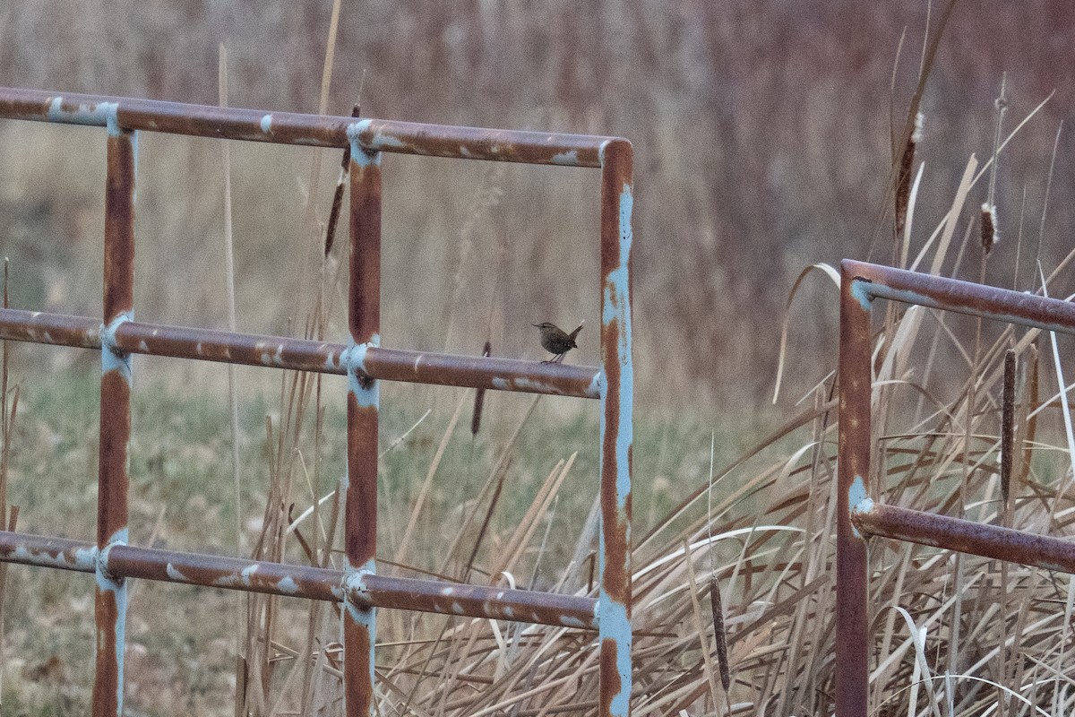 Orman Çıtkuşu - ML645680151