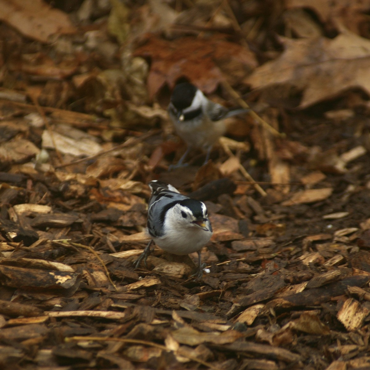 Beyaz Göğüslü Sıvacı - ML645680152