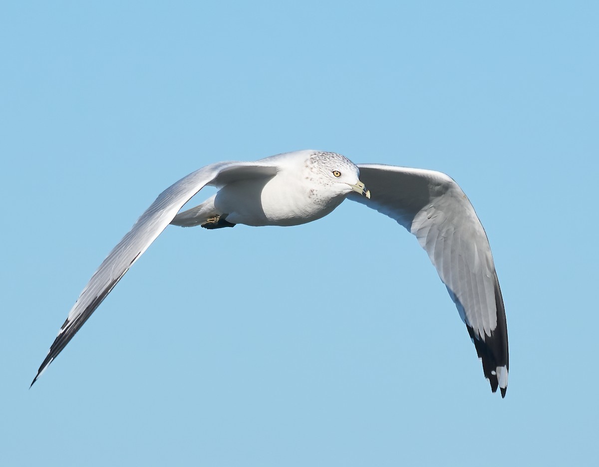 Halkalı Martı - ML645680154