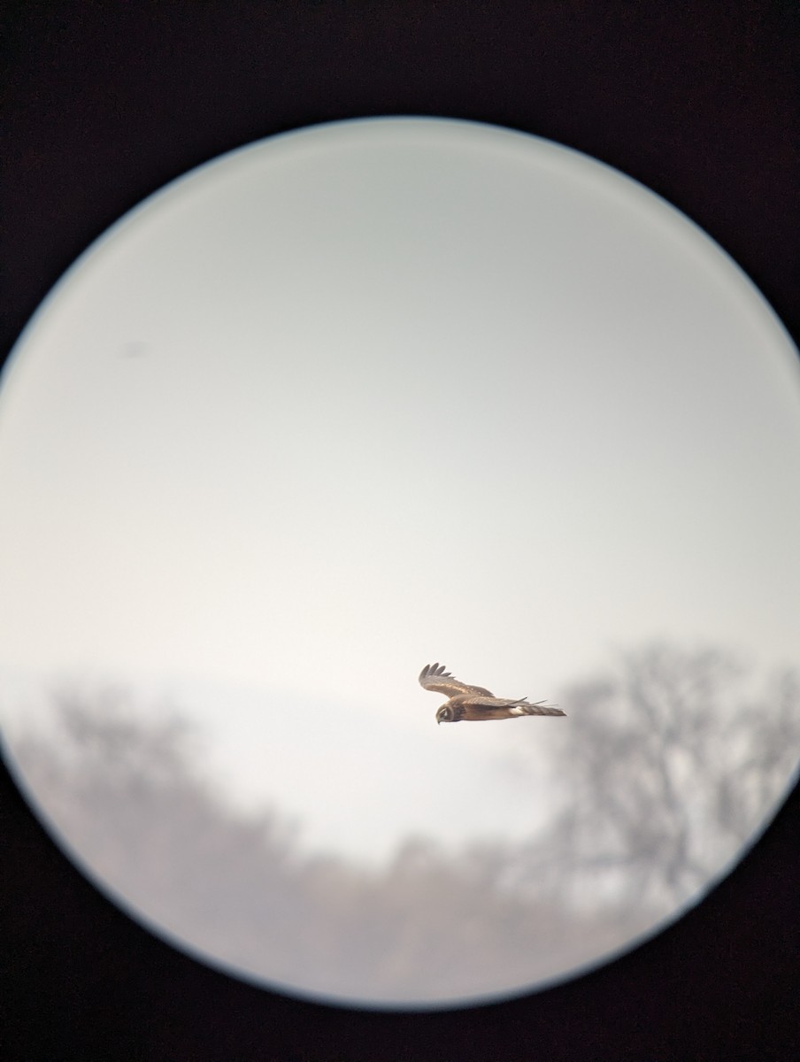 Amerika Delicesi - ML645680155