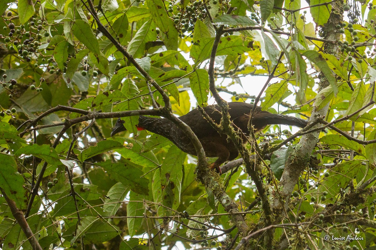 And Guanı - ML645680162