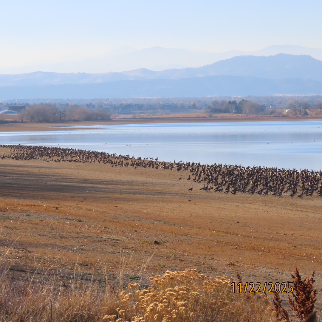 Gıdaklayan Kaz - ML645680163