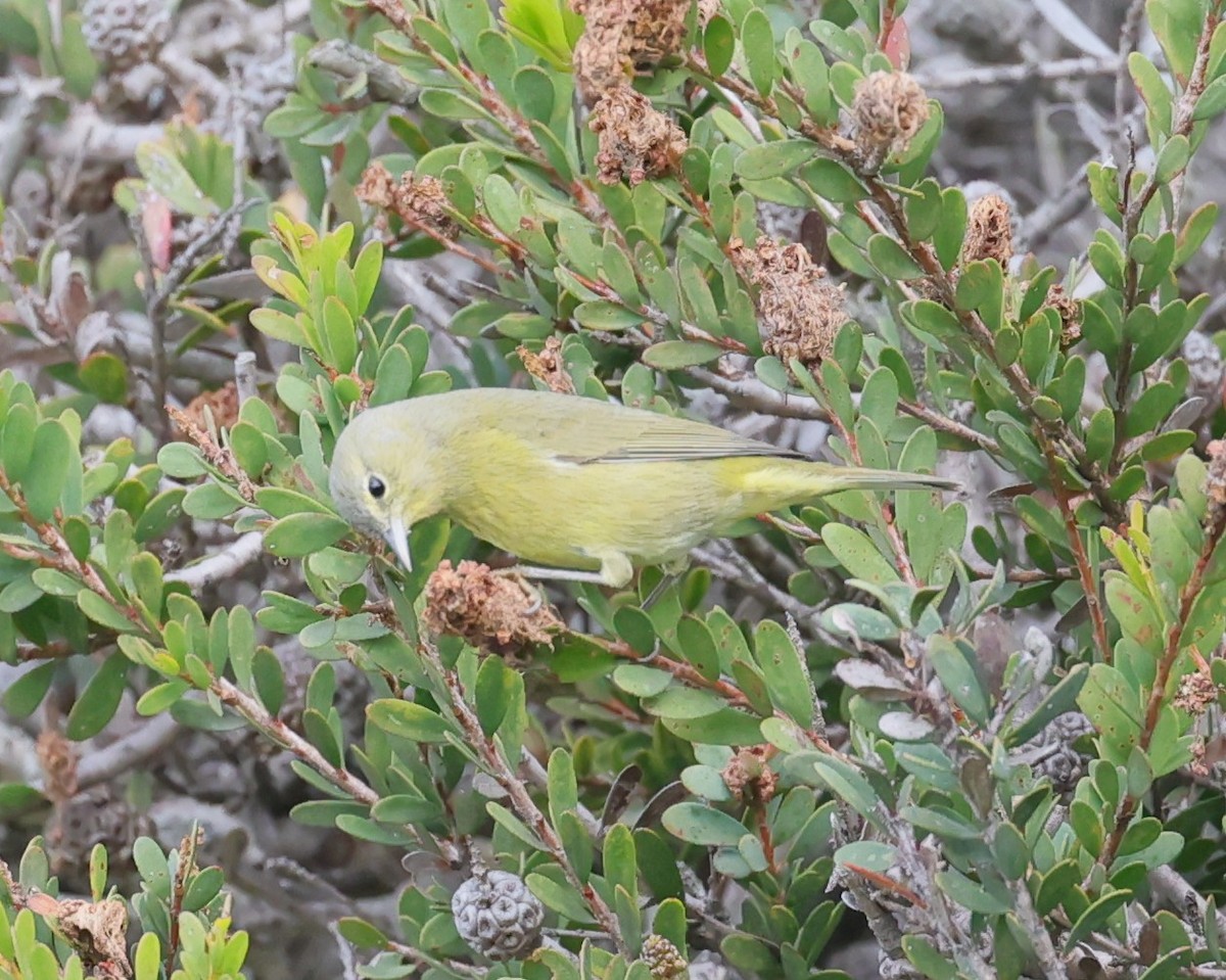 Orange-crowned Warbler - ML645680170