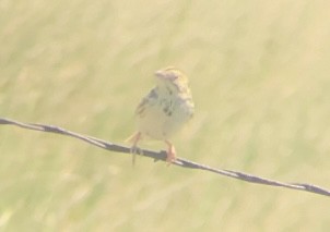 Baird's Sparrow - ML645680177