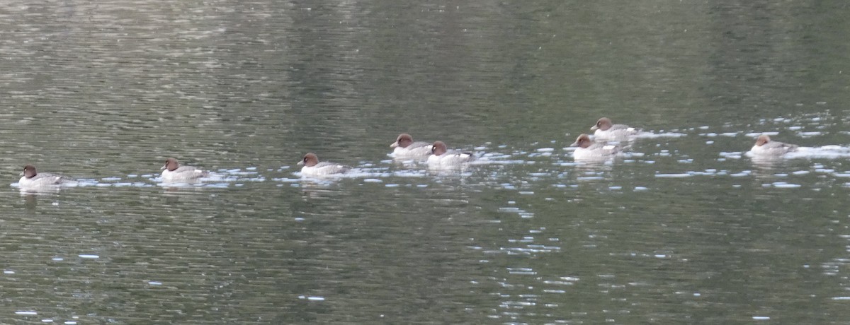 Common Goldeneye - ML645680178