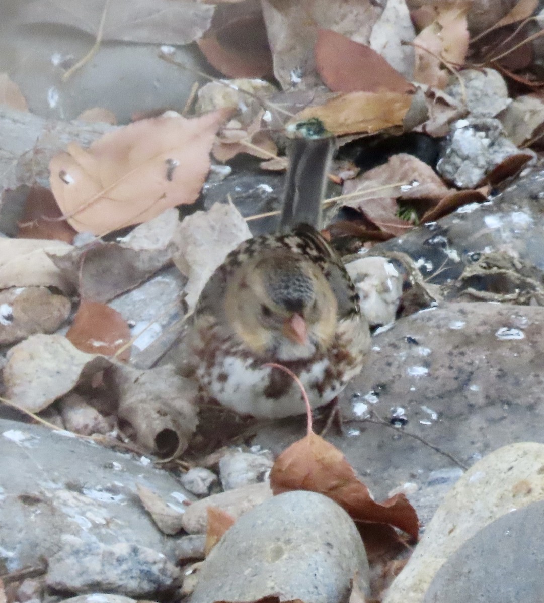 Harris's Sparrow - ML645680182