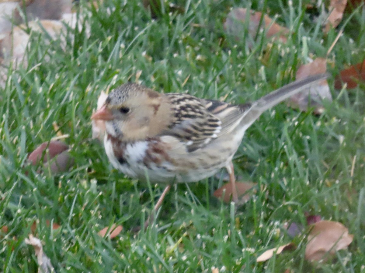 Harris's Sparrow - ML645680183