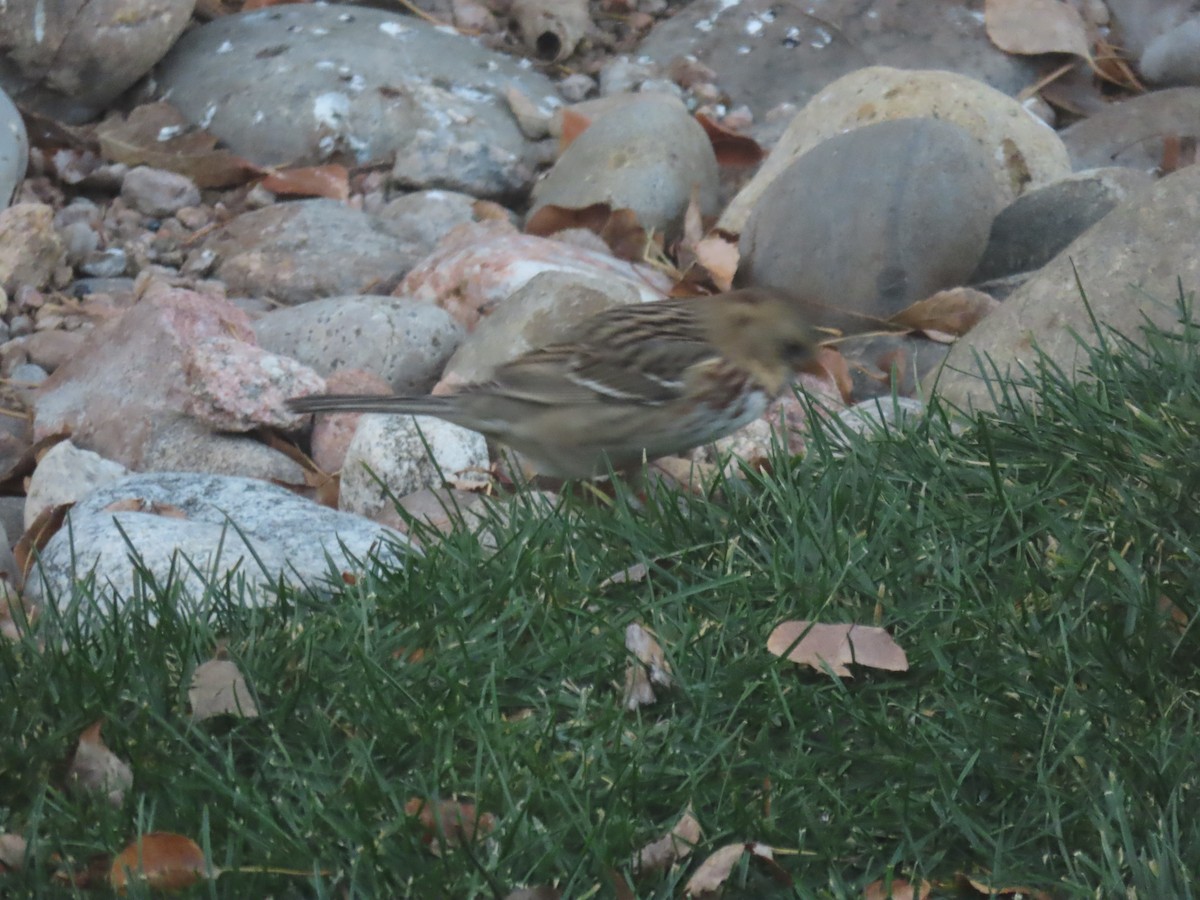 Harris's Sparrow - ML645680184