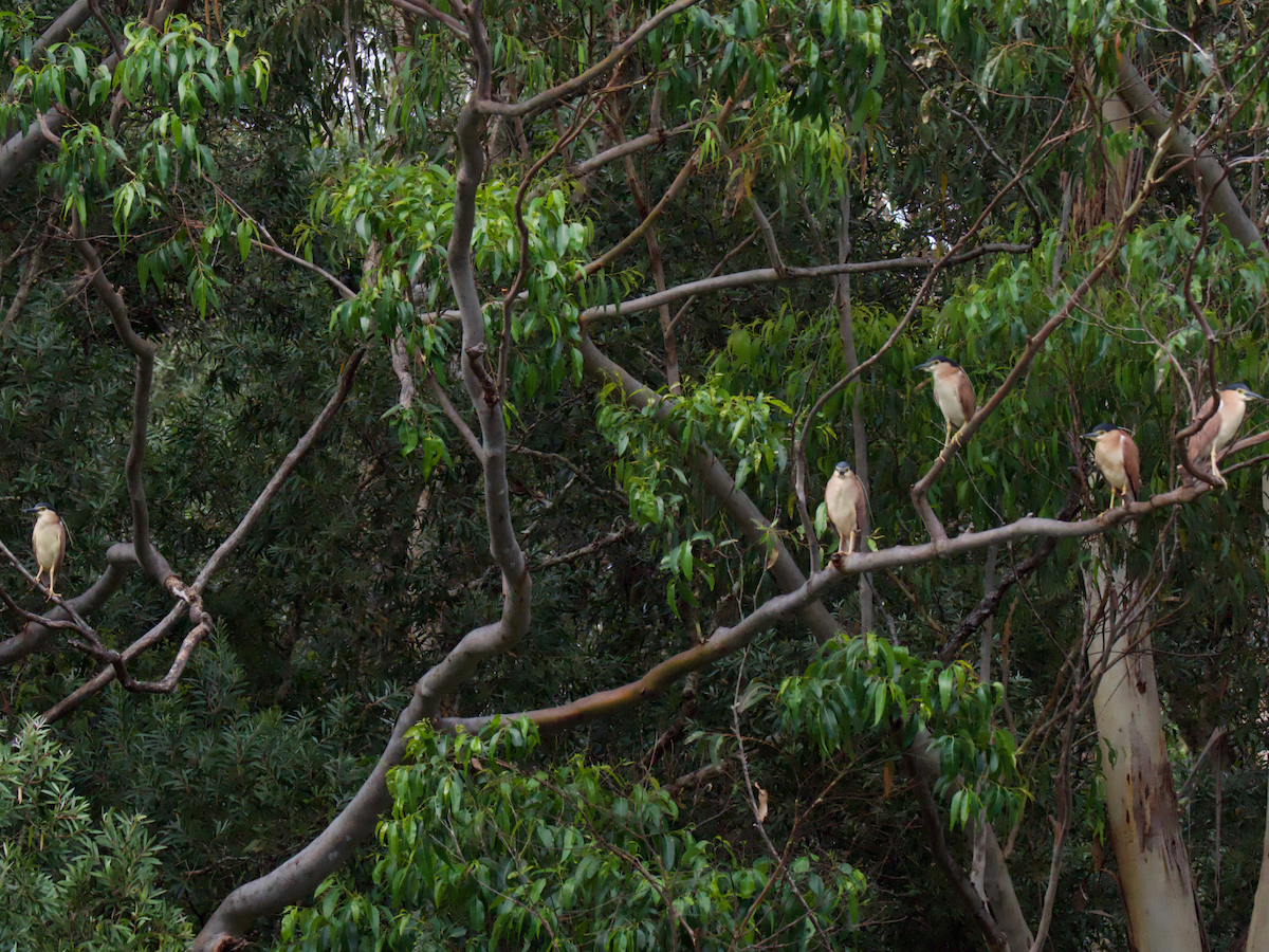 Nankeen Night Heron - ML645680194