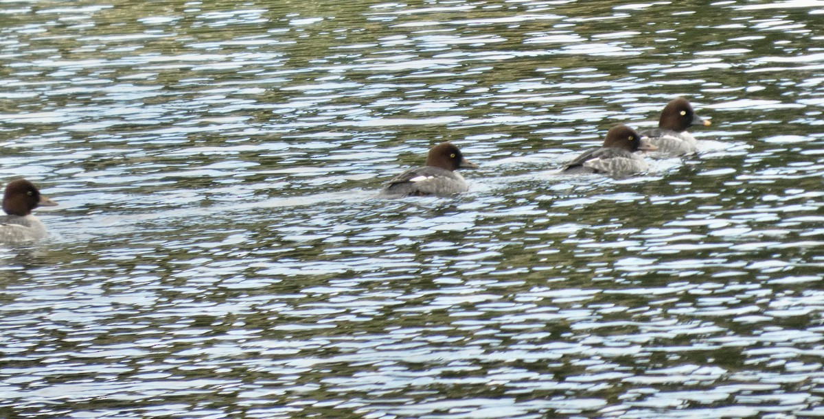 Common Goldeneye - ML645680199