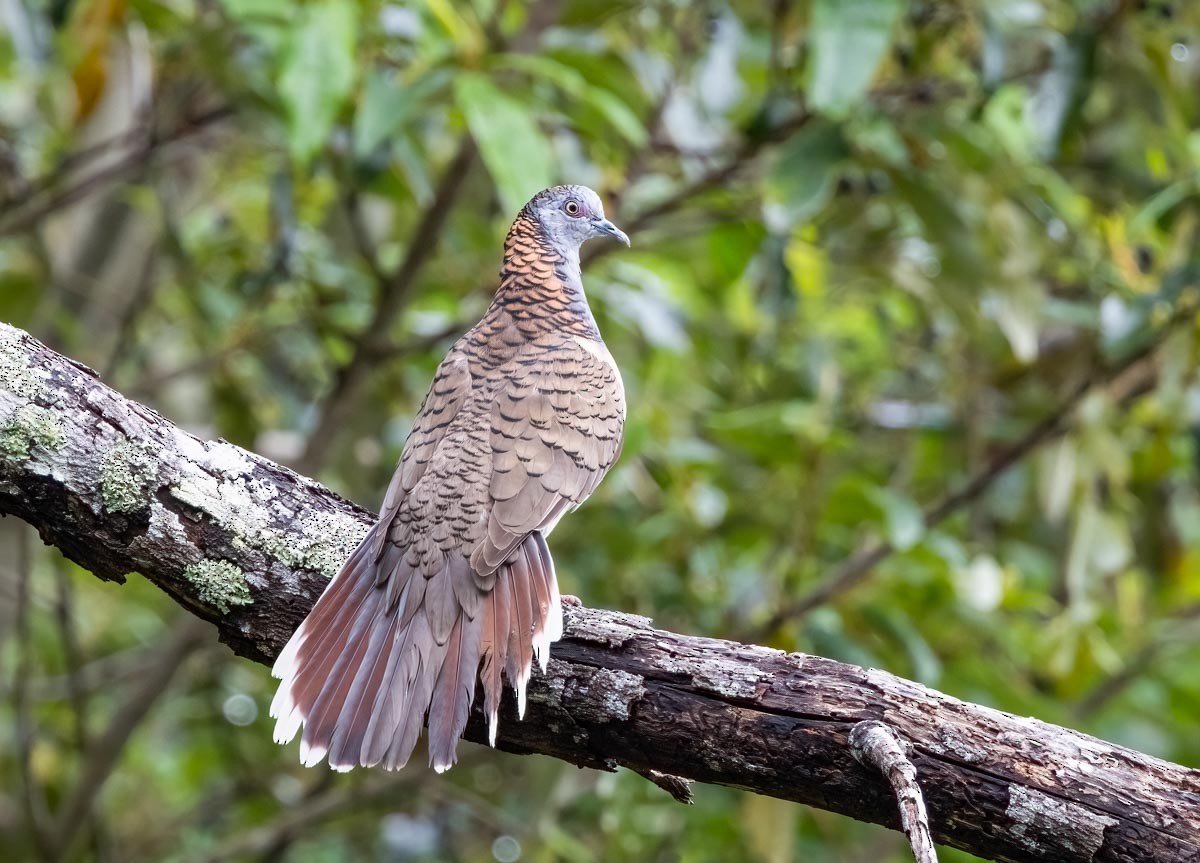 Bar-shouldered Dove - ML645680216
