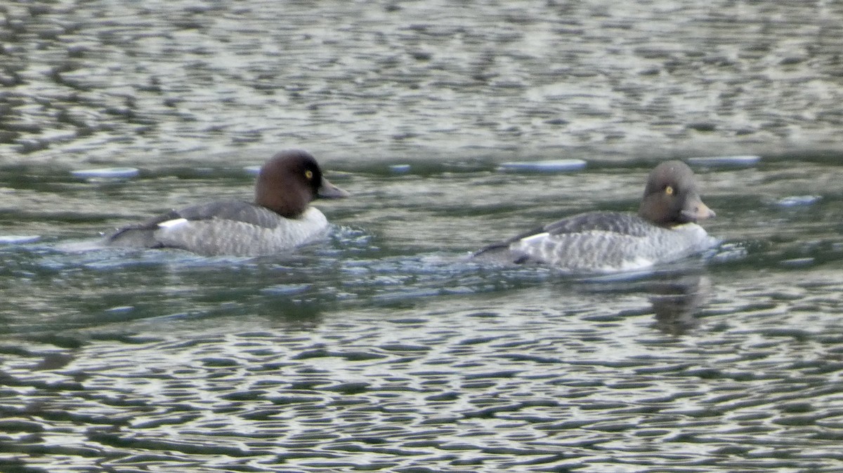 Common Goldeneye - ML645680229