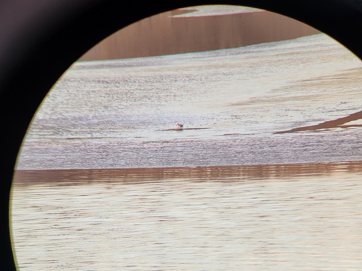 Black-legged Kittiwake - ML645680238