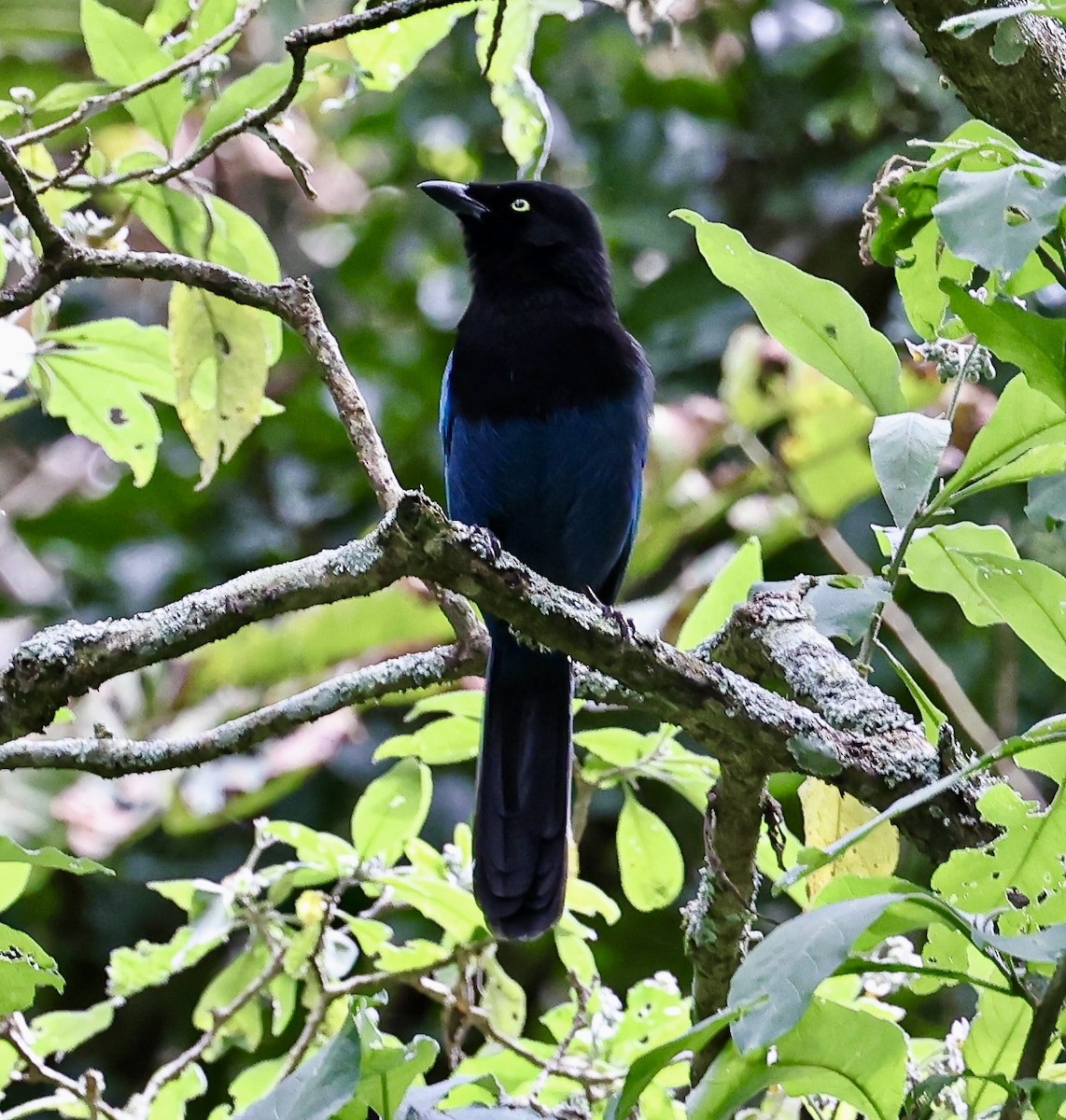 raggskrike - ML645680243