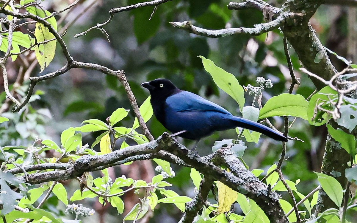 raggskrike - ML645680244