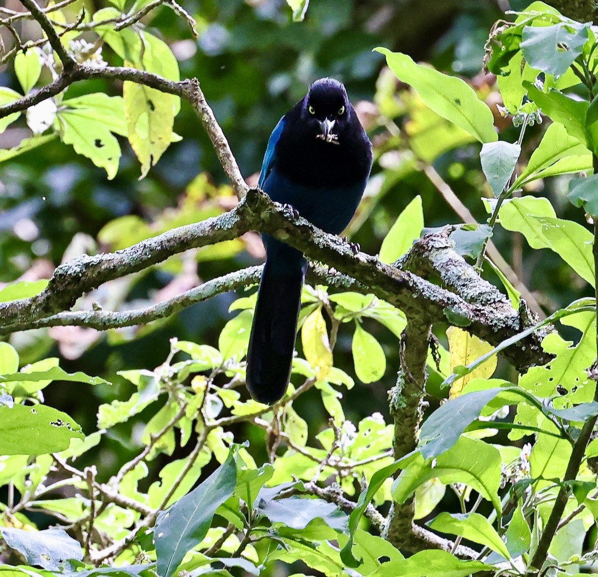 raggskrike - ML645680245