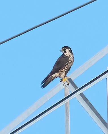 Peregrine Falcon - ML645680260