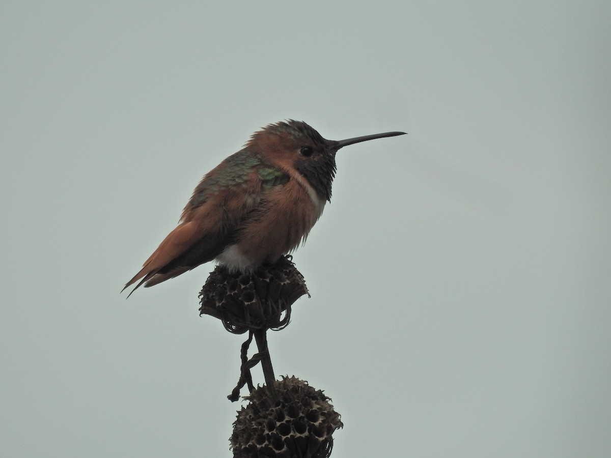 アレンハチドリ - ML645680262