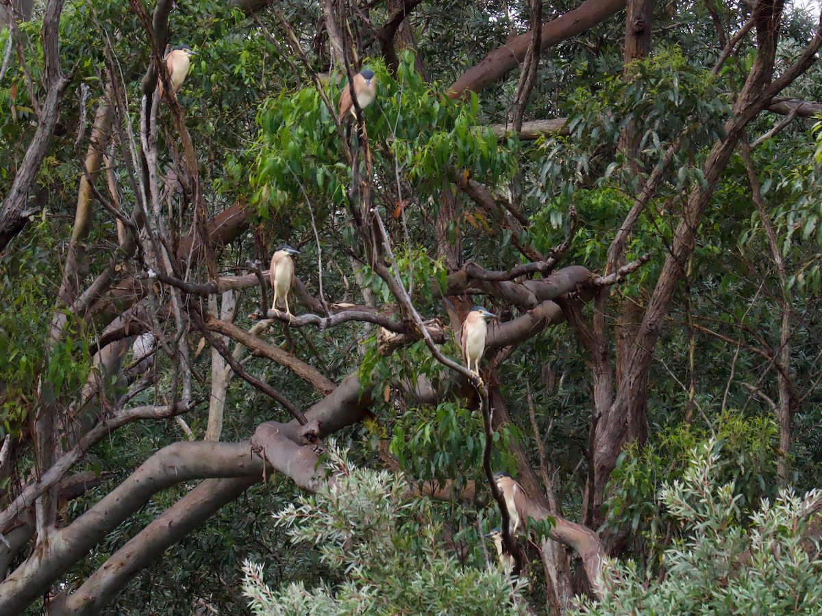 Nankeen Night Heron - ML645680263